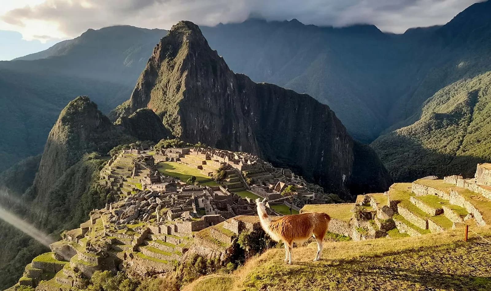  Machu Picchu, bajo los rayos del sol, con una vicuña observando los andenes.