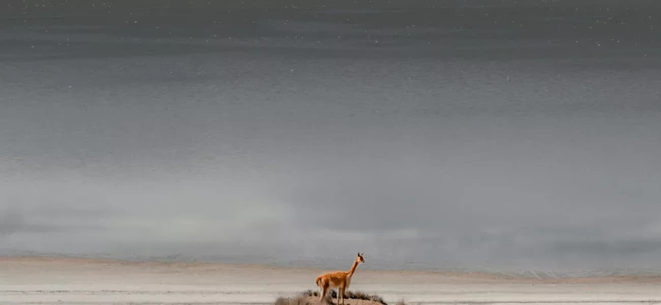 Laguna de salinas con Vicuñas
