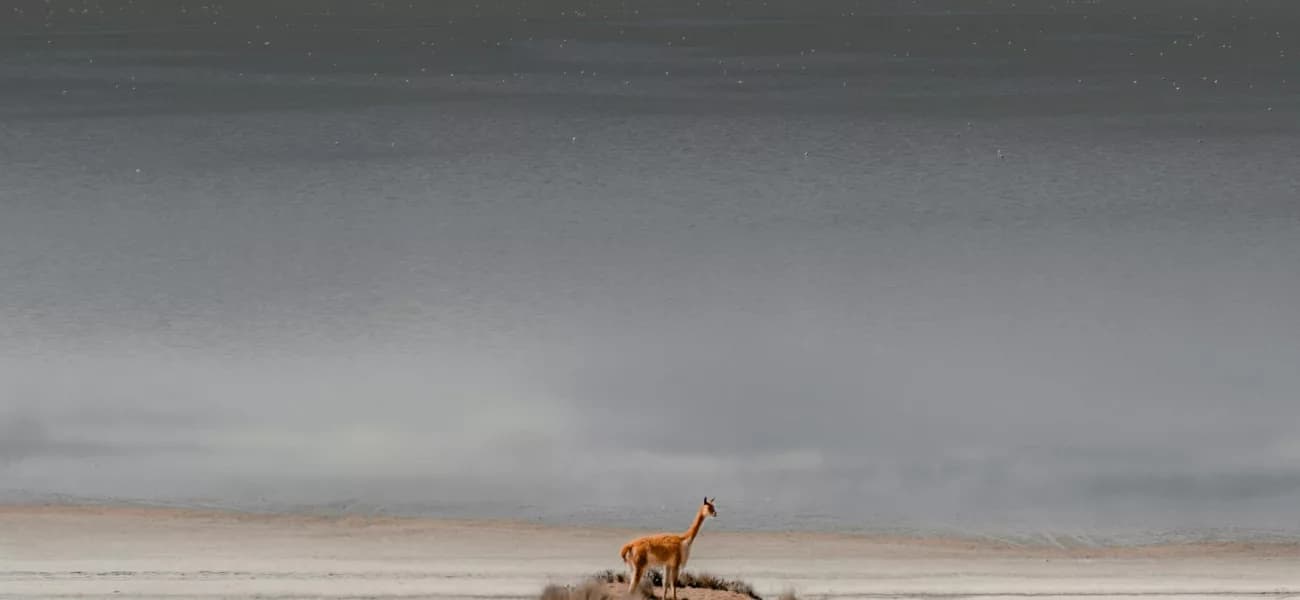 Laguna de salinas con Vicuñas